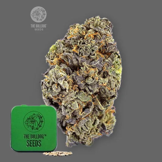 TB Gelato Auto Autoflower Samen in grüner Dose von The Bulldog Seeds mit violett-grüner Blüte