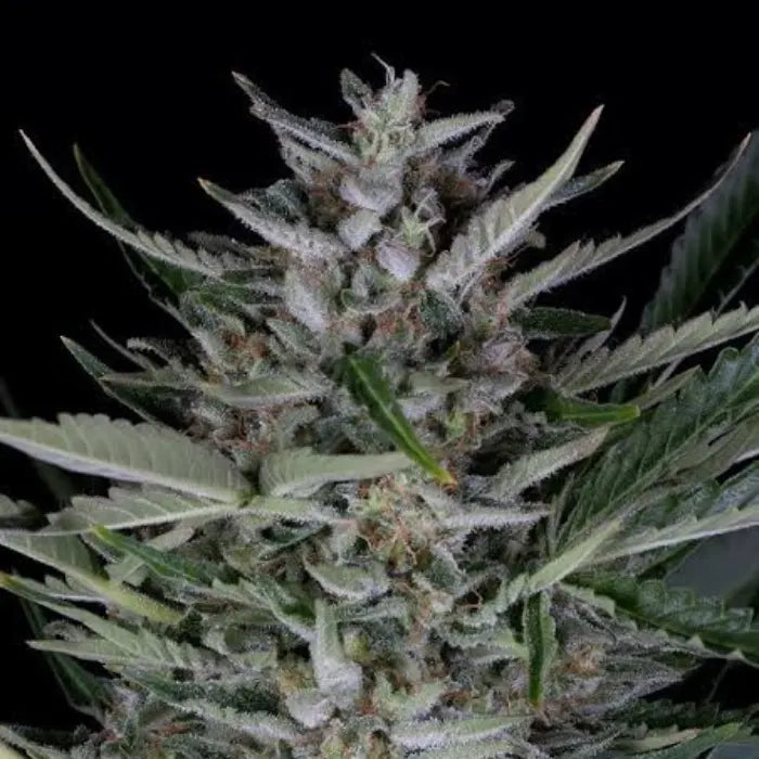 TB Gorilla Auto Blüte mit dichten Trichomen und gezackten Blättern, Autoflower Samen von The Bulldog Seeds