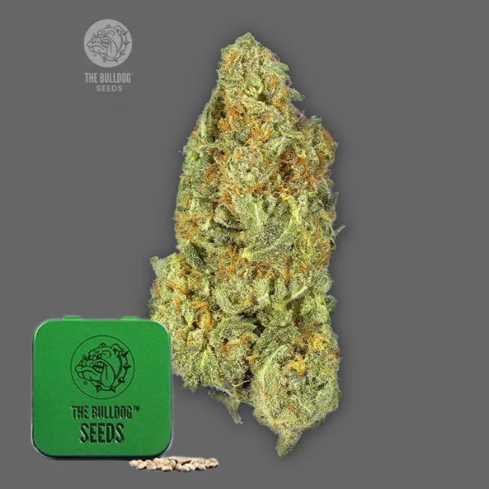TB Gorilla Auto Autoflower Samen in grüner Dose von The Bulldog Seeds mit harziger Blüte
