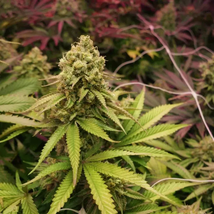 TB Kush Blüte im Grow zwischen violett gefärbten Blättern, feminisierte Samen von The Bulldog Seeds