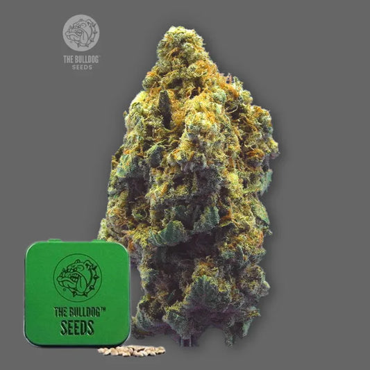 TB Kush feminisierte Samen in grüner Dose von The Bulldog Seeds mit dichter Blüte