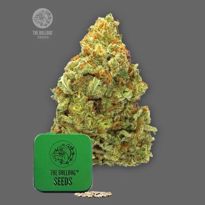 TB Lemon Haze Auto Autoflower Samen in grüner Dose von The Bulldog Seeds mit harziger Blüte