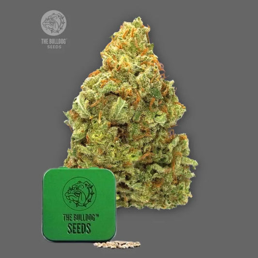 TB Lemon Haze Auto Autoflower Samen in grüner Dose von The Bulldog Seeds mit harziger Blüte