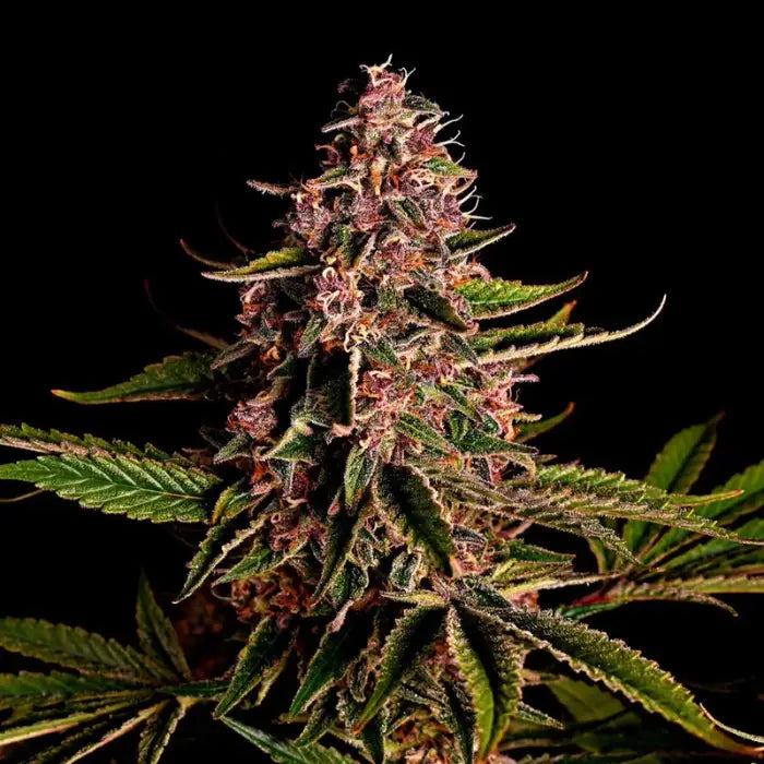 TB Mimosa Blüte mit violetten Stempeln und gezackten Blättern, feminisierte Samen von The Bulldog Seeds