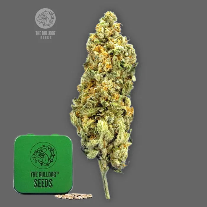TB Mimosa feminisierte Samen in grüner Dose von The Bulldog Seeds mit harziger Blüte