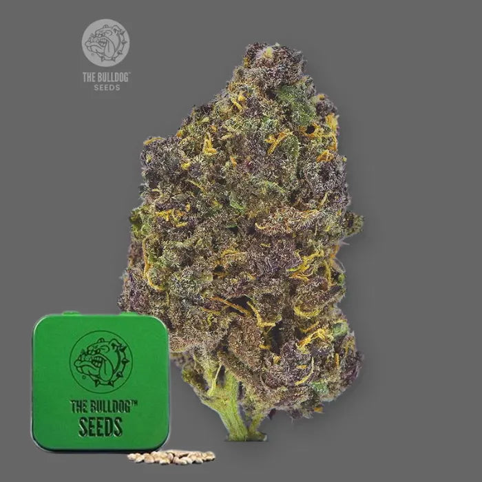 TB Purple CBD Auto Samen in grüner Dose von The Bulldog Seeds mit violetter Blüte