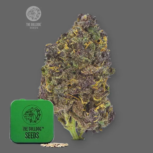 TB Purple CBD Auto Samen in grüner Dose von The Bulldog Seeds mit violetter Blüte