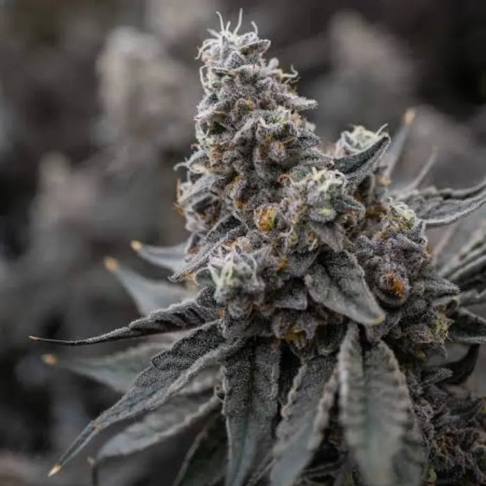TB Wedding Cake Blüte mit dichten Trichomen und grau-violetten Blättern, feminisierte Samen von The Bulldog Seeds