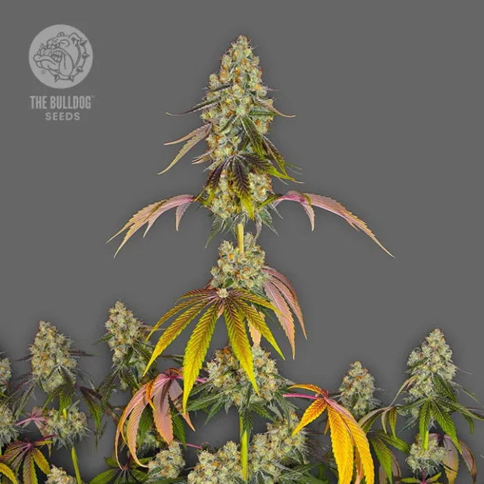 The Bulldog Cookies Pflanze mit harzigen Blüten und rosa verfärbten Blättern, feminisierte Samen von The Bulldog Seeds