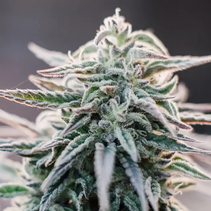 White Widow Automatic Blüte mit dichten, harzigen Buds und dunkelgrünen Blättern